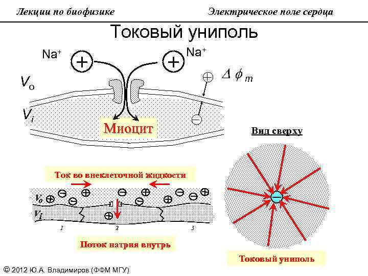 Лекции по биофизике Электрическое поле сердца Токовый униполь Na+ + + Na+ Dfm Vo