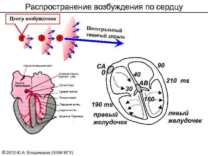 Возбуждение сердца