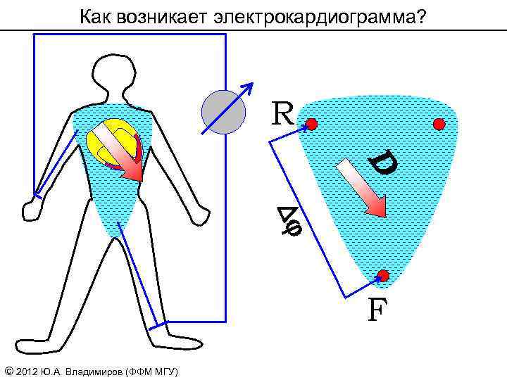 Как возникает электрокардиограмма? R D Dj F © 2012 Ю. А. Владимиров (ФФМ МГУ)