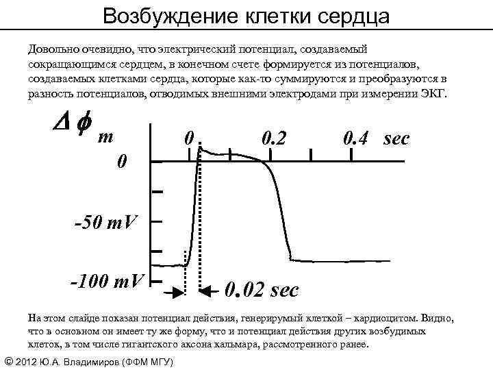 Возбуждение клетки сердца Довольно очевидно, что электрический потенциал, создаваемый сокращающимся сердцем, в конечном счете