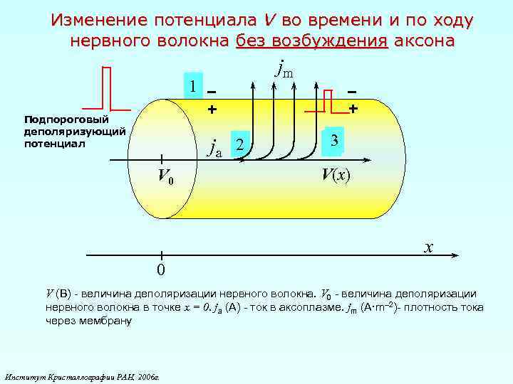 Изменение потенциала V во времени и по ходу нервного волокна без возбуждения аксона 1