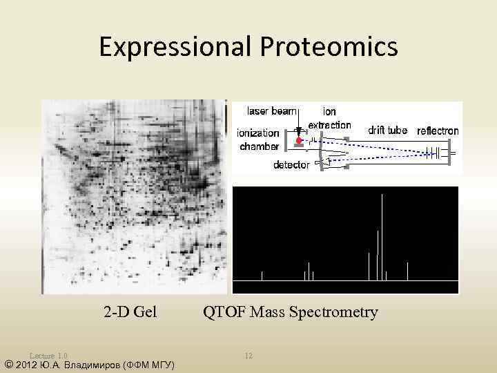 Expressional Proteomics 2 -D Gel Lecture 1. 0 © 2012 Ю. А. Владимиров (ФФМ