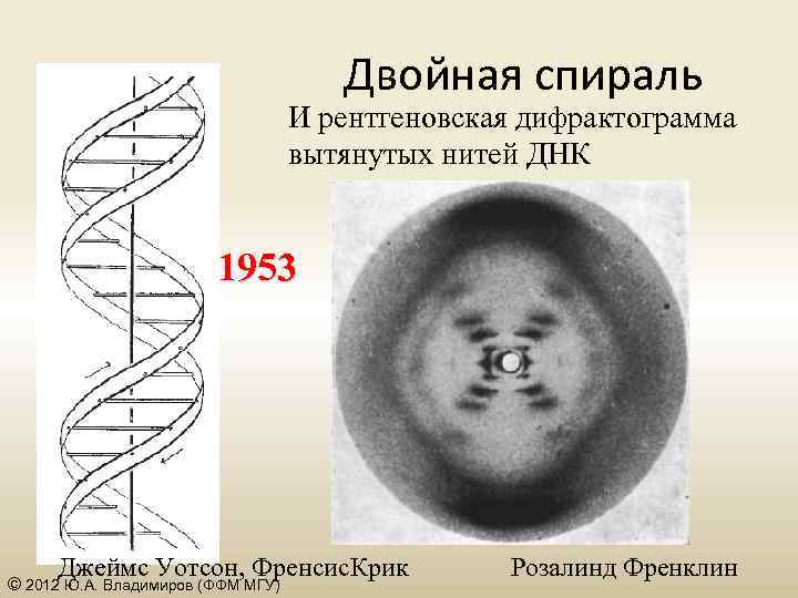 Двойная спираль И рентгеновская дифрактограмма вытянутых нитей ДНК 1953 Джеймс Уотсон, Френсис. Крик ©