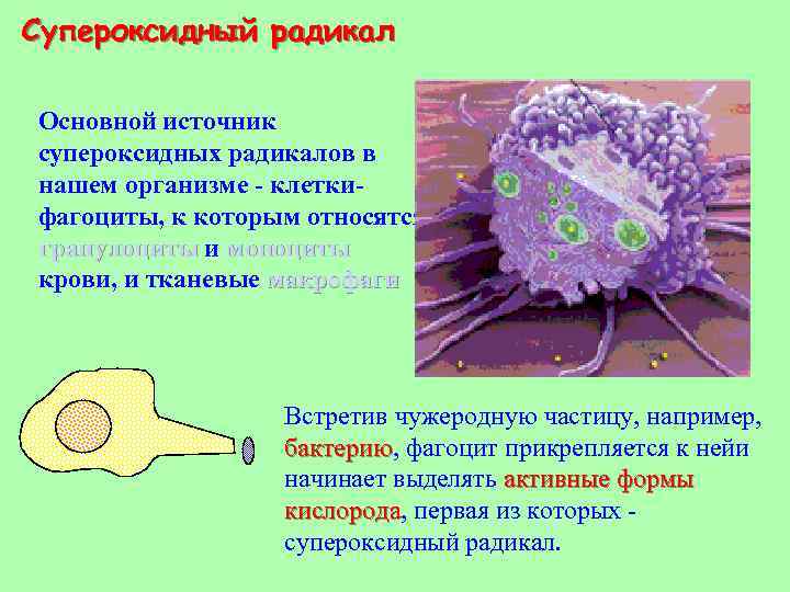 Супероксидный радикал Основной источник супероксидных радикалов в нашем организме - клеткифагоциты, к которым относятся