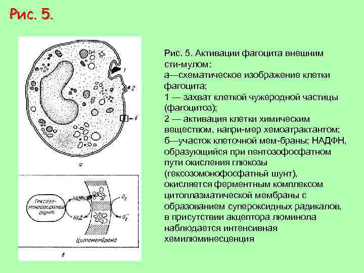 Рис. 5. Активации фагоцита внешним сти мулом: а—схематическое изображение клетки фагоцита; 1 — захват