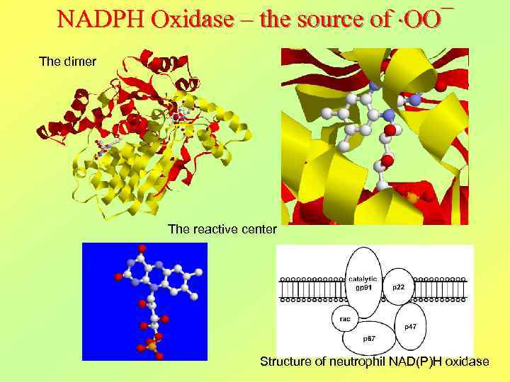 NADPH Oxidase – the source of OO¯ The dimer The reactive center Structure of