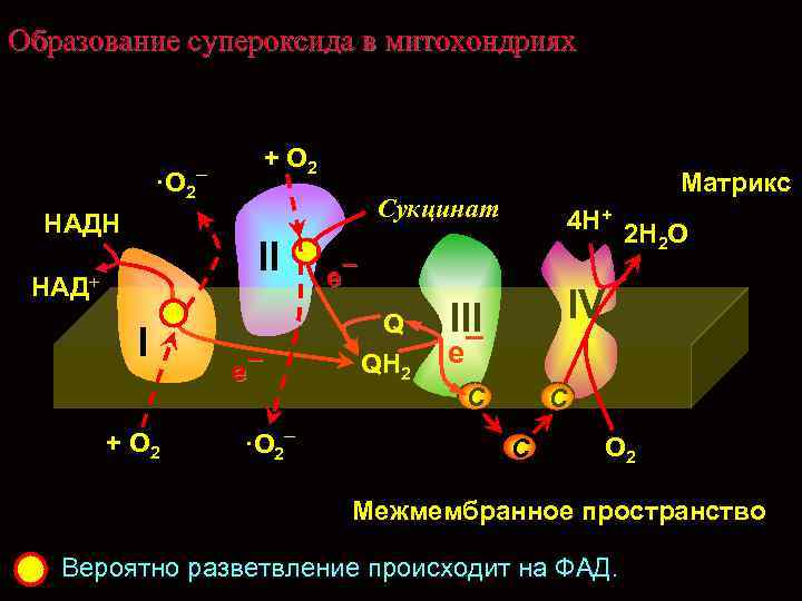 Энергетический обмен в митохондриях