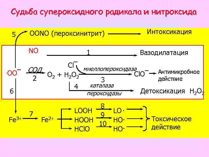 Судьба супероксидного радикала и нитроксида 5 OONO (пероксинитрит). NO 1 Интоксикация Вазодилатация Cl¯ миеллопероксидаза.