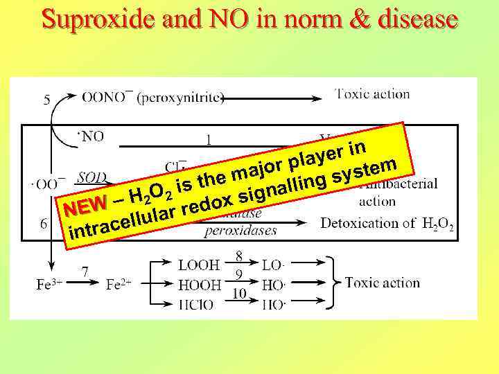 Suproxide and NO in norm & disease yer in or pla system e maj