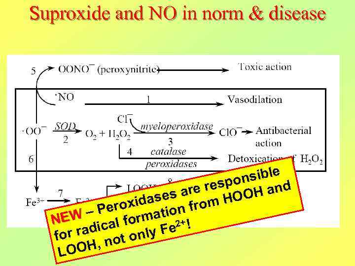 Suproxide and NO in norm & disease nsible espo and are r ases rom