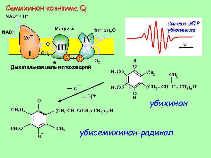 Семихинон коэнзима Q NAD+ + H+ Матрикс NADH 2 e¯ Q I QH 2