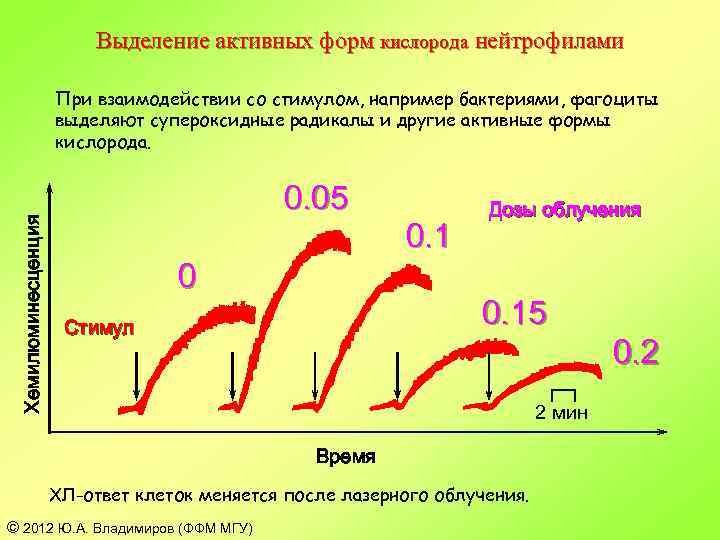 Выделение активных форм кислорода нейтрофилами Хемилюминесценция При взаимодействии со стимулом, например бактериями, фагоциты выделяют