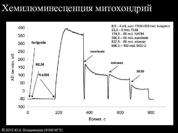 Хемилюминесценция митохондрий © 2012 Ю. А. Владимиров (ФФМ МГУ) 