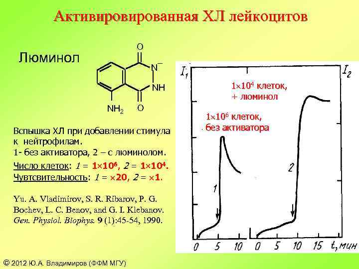 Активированная ХЛ лейкоцитов O Люминол N¯ NH NH 2 O Вспышка ХЛ при добавлении