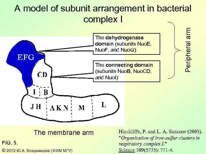 EFG The dehydrogenase domain (subunits Nuo. E, Nuo. F, and Nuo. G) The connecting