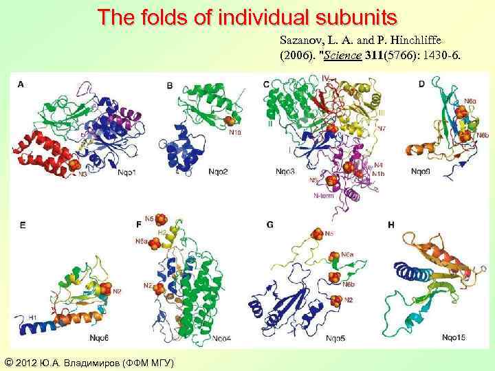 The folds of individual subunits Sazanov, L. A. and P. Hinchliffe (2006). 