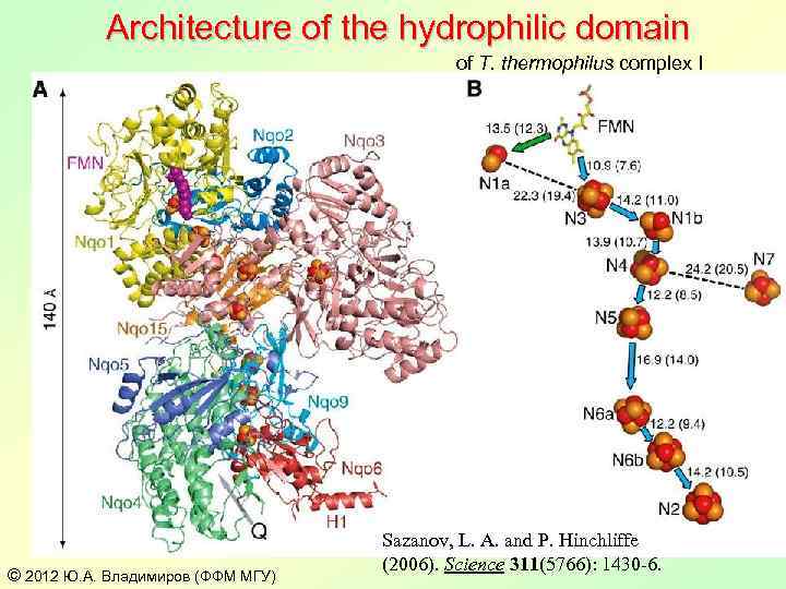 Architecture of the hydrophilic domain of T. thermophilus complex I © 2012 Ю. А.