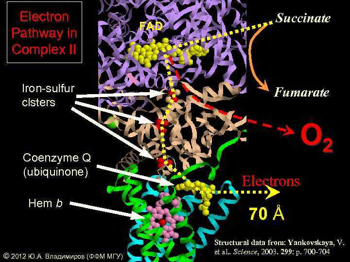 Electron Pathway in Complex II Iron-sulfur clsters Coenzyme Q (ubiquinone) Hem b © 2012