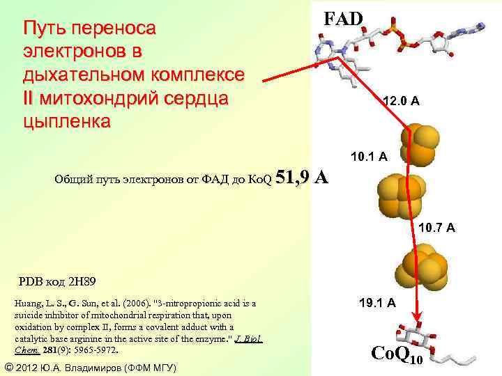 Путь переноса электронов в дыхательном комплексе II митохондрий сердца цыпленка FAD 12. 0 A
