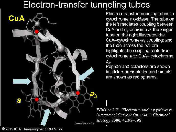 Electron-transfer tunneling tubes in cytochrome c oxidase. The tube on the left mediates coupling