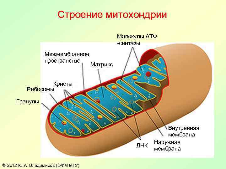 Строение митохондрии Молекулы АТФ -синтазы Межмембранное пространство Матрикс Кристы Рибосомы Гранулы ДНК © 2012