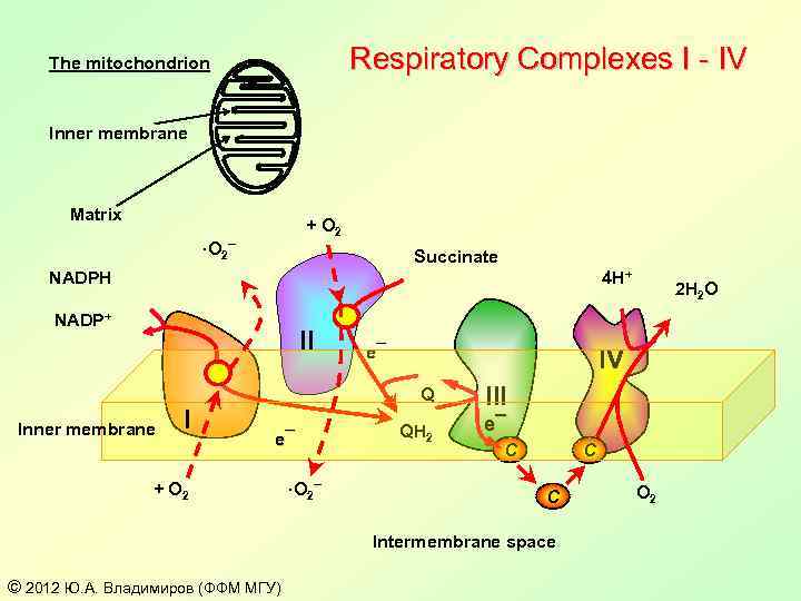 Respiratory Complexes I - IV The mitochondrion Inner membrane Matrix + O 2 ·O