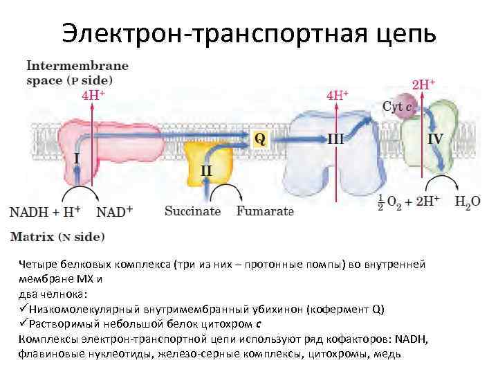 Электронно транспортная цепь схема