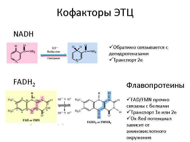 Кофакторы ЭТЦ NADH üОбратимо связывается с дегидрогеназами üТранспорт 2 е FADH 2 Флавопротеины üFAD/FMN