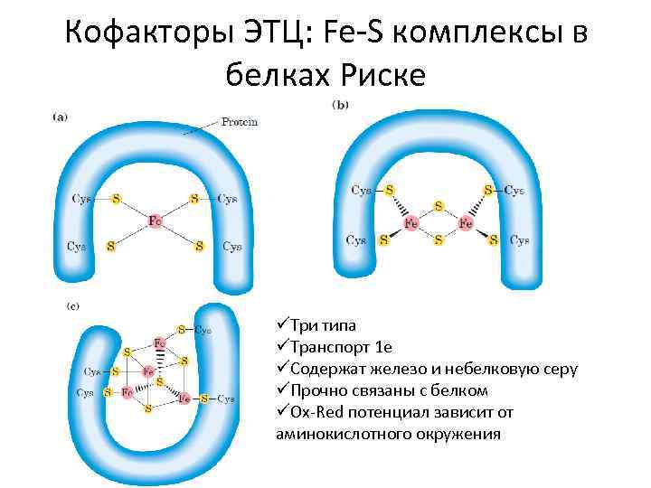 Кофакторы ЭТЦ: Fe-S комплексы в белках Риске üТри типа üТранспорт 1 е üСодержат железо