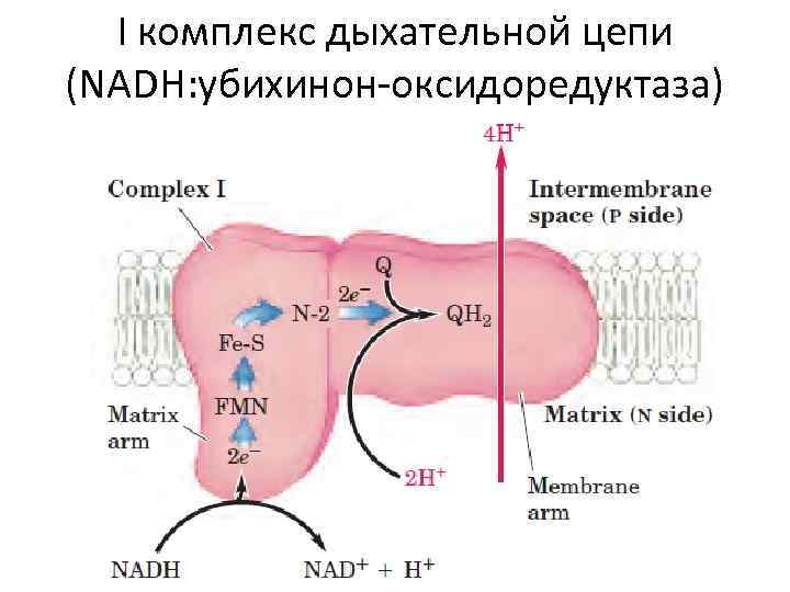 Хемиосмотическая теория митчелла схема