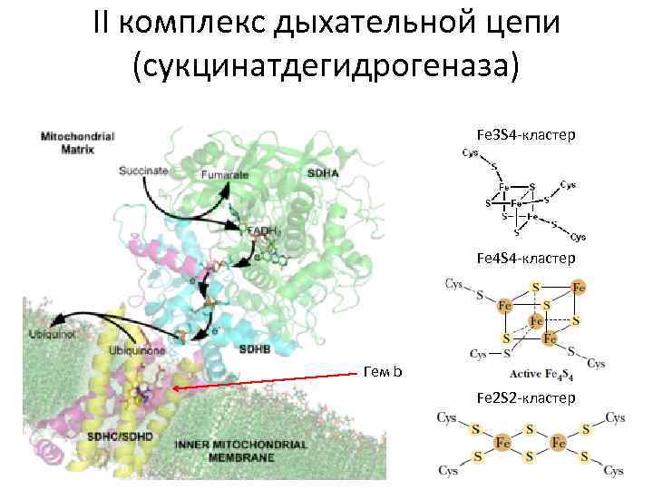 II комплекс дыхательной цепи (сукцинатдегидрогеназа) Fe 3 S 4 -кластер Fe 4 S 4