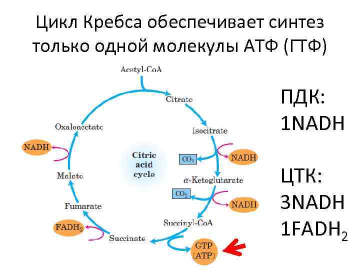 Цикл кребса