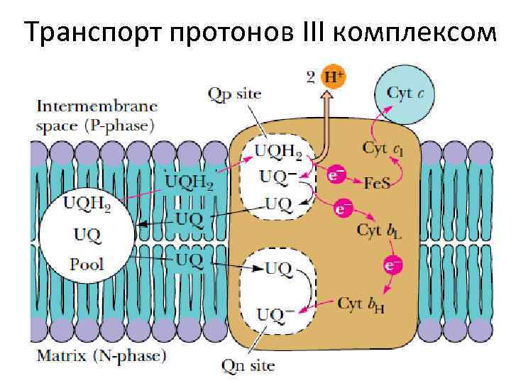 Транспорт протонов III комплексом 