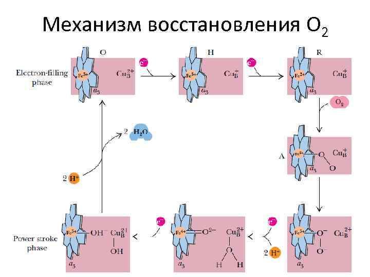 Энергетический обмен в клетке гликолиз и окислительное фосфорилирование презентация 10 класс