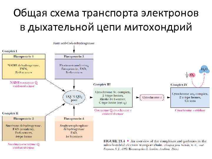 Схема дыхательной цепи