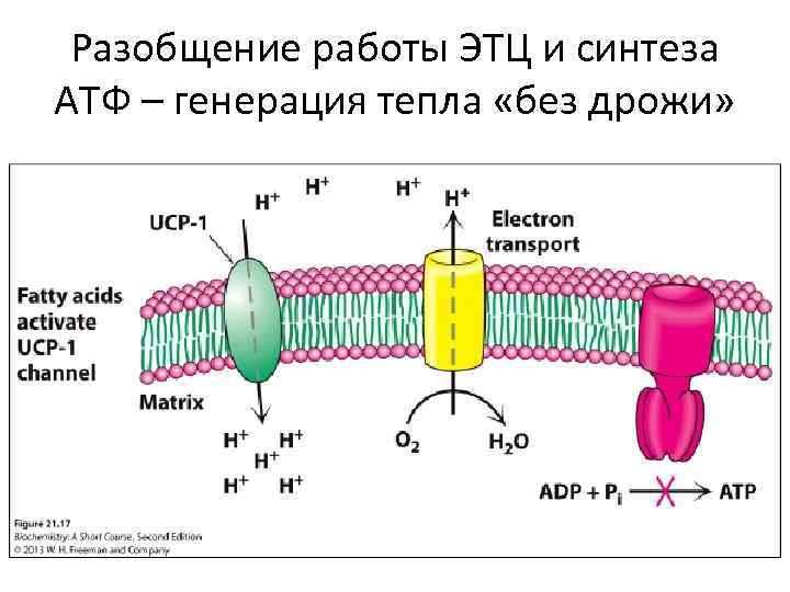 Разобщение работы ЭТЦ и синтеза АТФ – генерация тепла «без дрожи» 