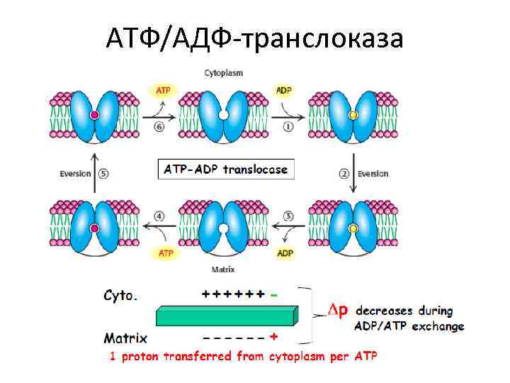 Транспорт атф