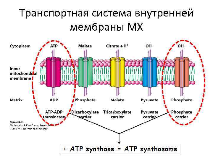 Хемиосмотическая теория митчелла схема