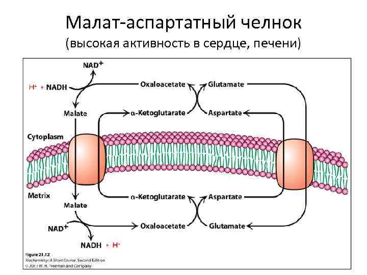 Малат-аспартатный челнок (высокая активность в сердце, печени) 
