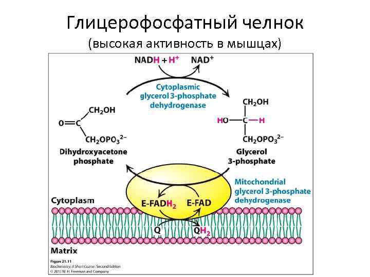 Энергетический обмен в клетке гликолиз и окислительное фосфорилирование презентация 10 класс