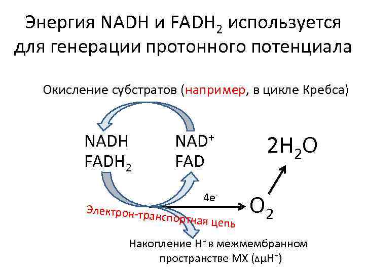 Совокупность реакции синтеза энергии