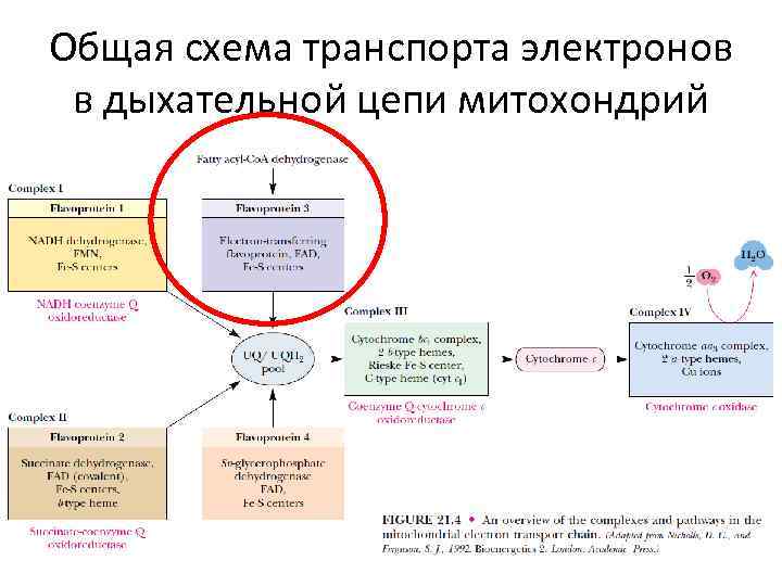 Общая схема транспорта электронов в дыхательной цепи митохондрий 
