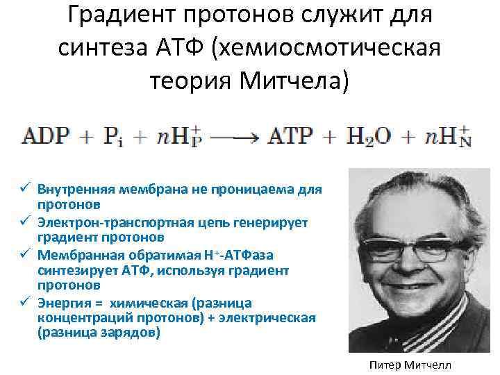 Хемиосмотическая теория митчелла схема