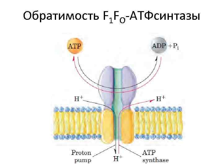 Хемиосмотическая теория митчелла схема