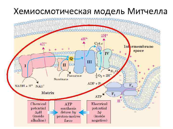 Хемиосмотическая теория митчелла схема