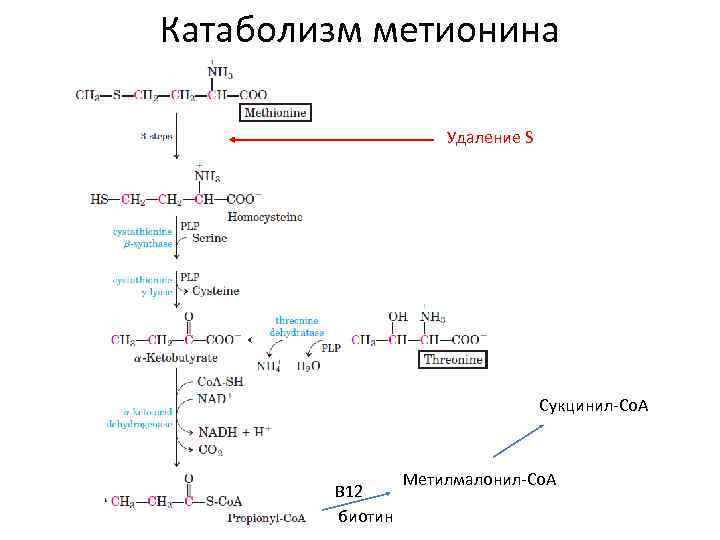 Катаболизм метионина Удаление S Сукцинил-Со. А B 12 биотин Метилмалонил-Со. А 