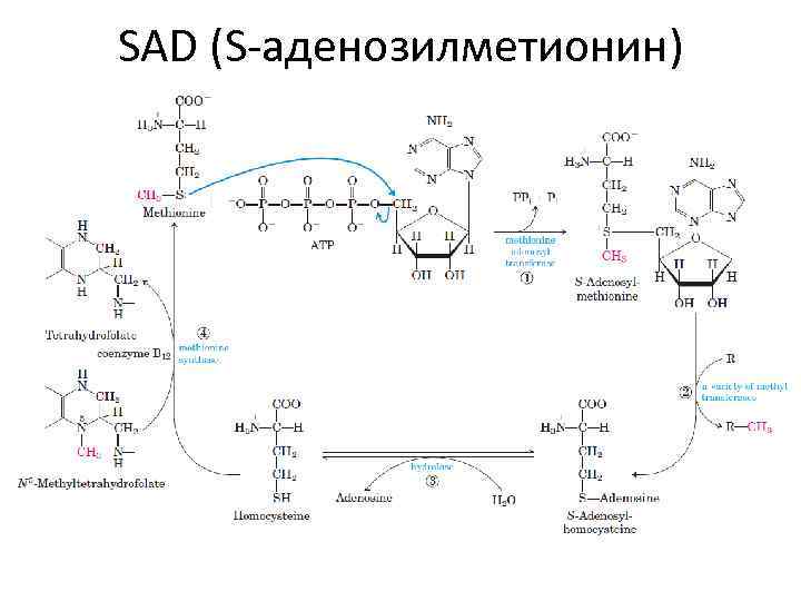 SAD (S-аденозилметионин) 