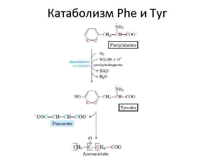 Катаболизм Phe и Tyr 