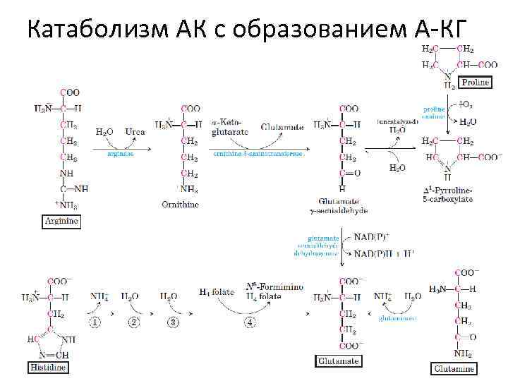 Катаболизм АК с образованием А-КГ 