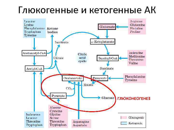 Глюкогенные и кетогенные АК ГЛЮКОНЕОГЕНЕЗ 